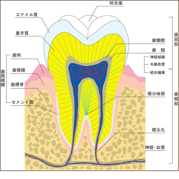 歯内療法に関係のある歯の組織